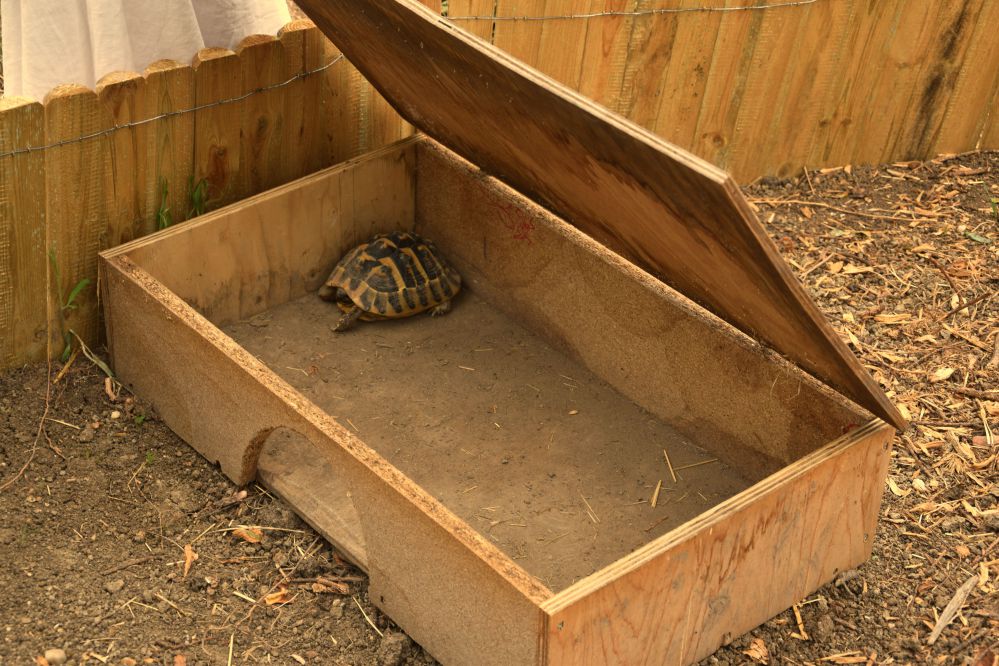 Un enclos pour mes tortues d'Hermann 